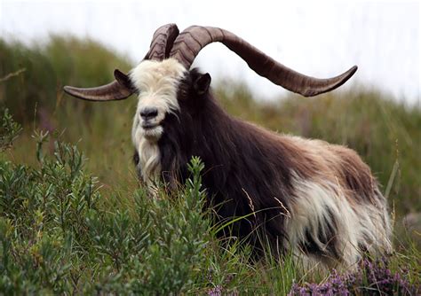 goats for the old goat.